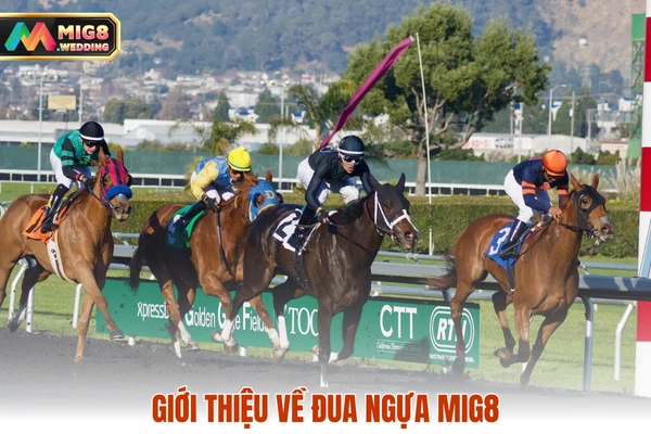 Giới thiệu về đua ngựa MIG8